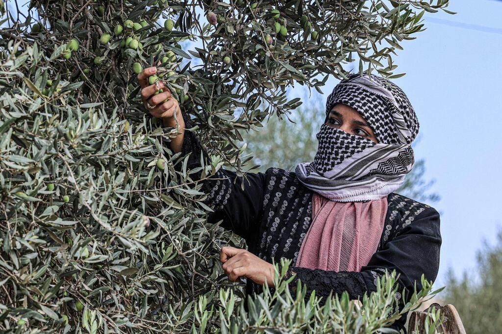 Gaza ha perdido la mayor parte de sus olivares y enfrenta el colapso de una actividad agrícola histórica